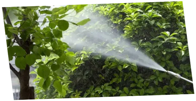 Servicio de Jardinería Fumigación Mantenimiento de jardines fumigación