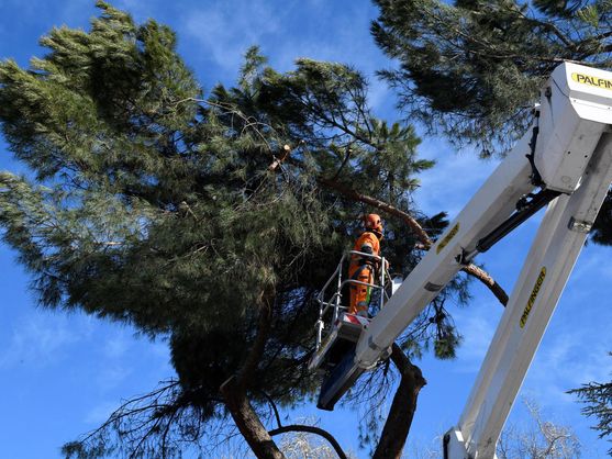 PODA Y TALA DE ÁRBOLES Instaladores de riego automático